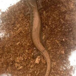 Southern Alligator Lizard