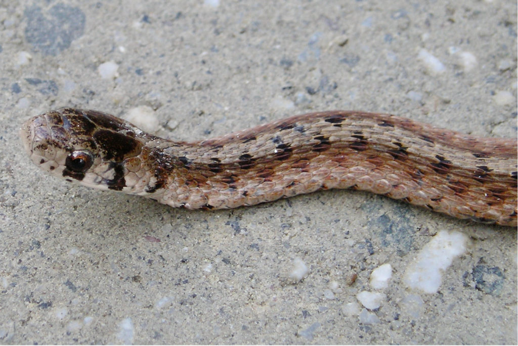 DeKay's Brownsnake (Storeria dekayi)