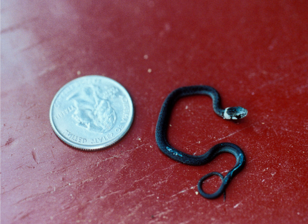 DeKay's Brownsnake (Storeria dekayi) juvenile