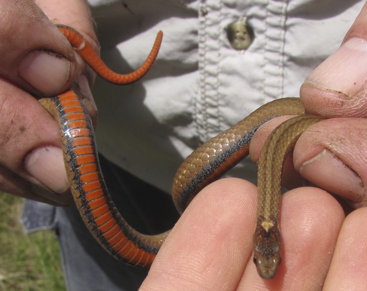 The Red-Bellied Snake