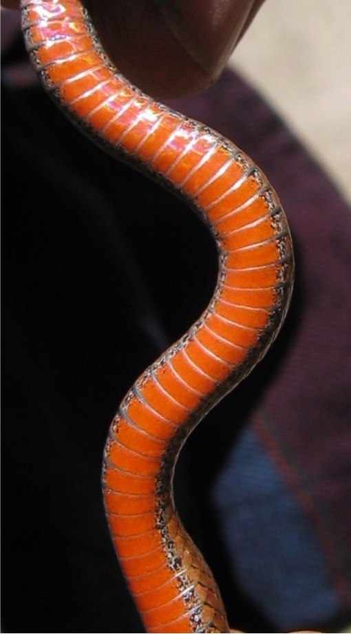 Red-bellied Snake (Storeria occipitomaculata) ventral view
