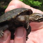 S-odoratus, Colchester, June 29, 2016, Adrienne Fortune