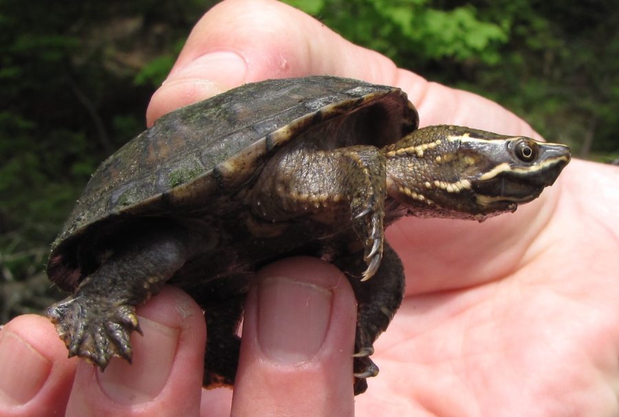 Sternotherus odoratus Eastern Musk Turtle Vermont Reptile and