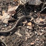 DeKay's Brownsnake on bare ground with a few dried autumn leaves. Photo by Susan Johnson and used with permission.