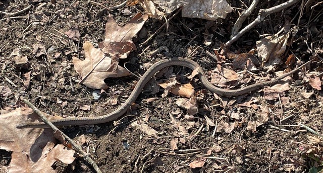 DeKay's Brownsnake on bare ground with a few dried autumn leaves. Photo by Susan Johnson and used with permission.