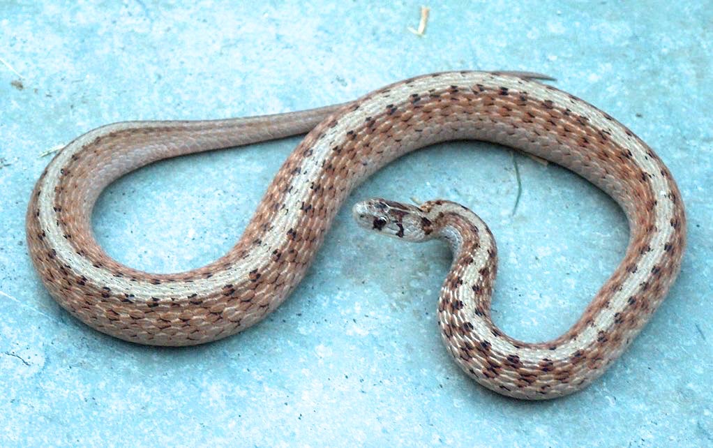 This Dekay's Brown snake has inflated its body to appear bigger, revealing a faint checkered pattern.