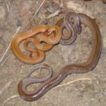 S.-occipitomaculata-2-diff-color-adults-on-ground-close-J.-Andrews.jpeg