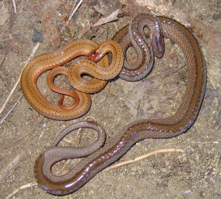 lots of snakes and amphibians lots of snakes and amphibians