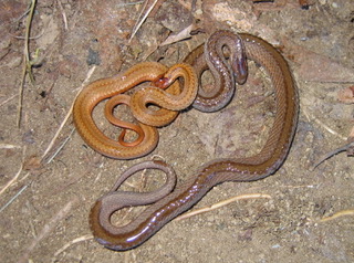 Two colors of Red-bellied Snake, a light tan and a darker brown.