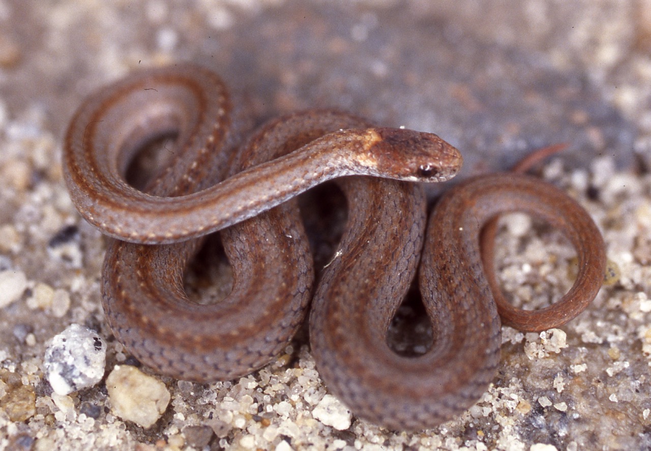 Storeria occipitomaculata – Red-bellied Snake