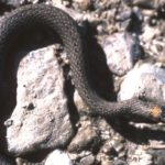 S. occipitomaculata black adult head on rocks
