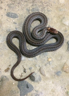 A nearly black-colored Red-bellied Snake.