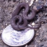 S. occipitomaculata neonate with quarter Liz Rolerson edt