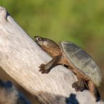 S.-odoratus-2-9-19-12-Greg-Van-Buiten.jpeg