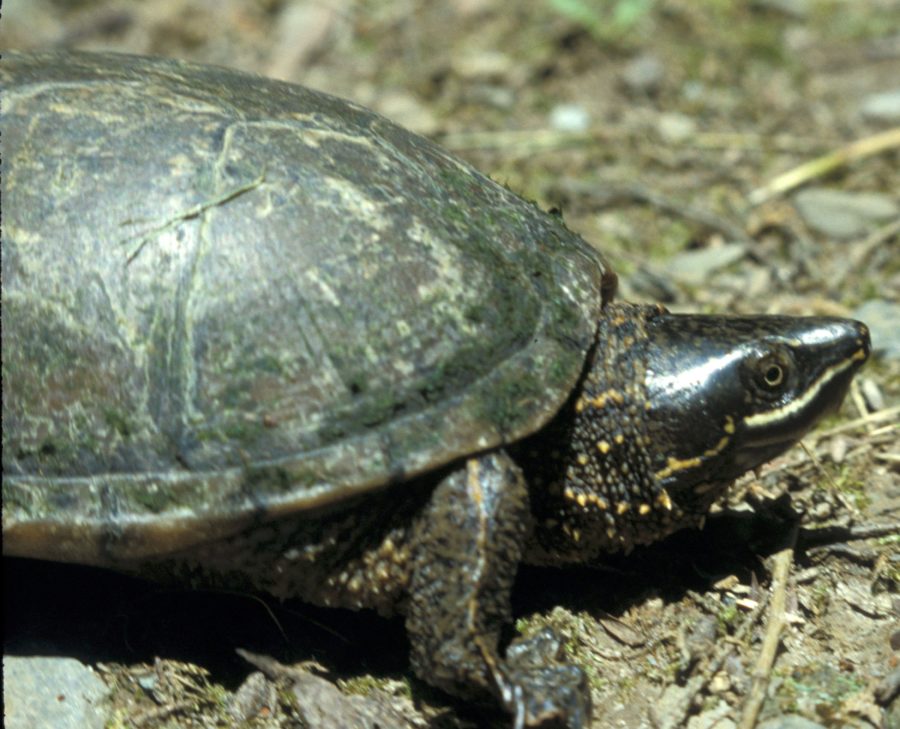 Sternotherus odoratus Eastern Musk Turtle Vermont Reptile and