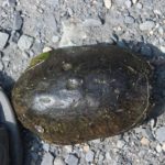 S.-odoratus-dorsal-West-Haven-September-3-2015-Steve-Lesan.jpeg