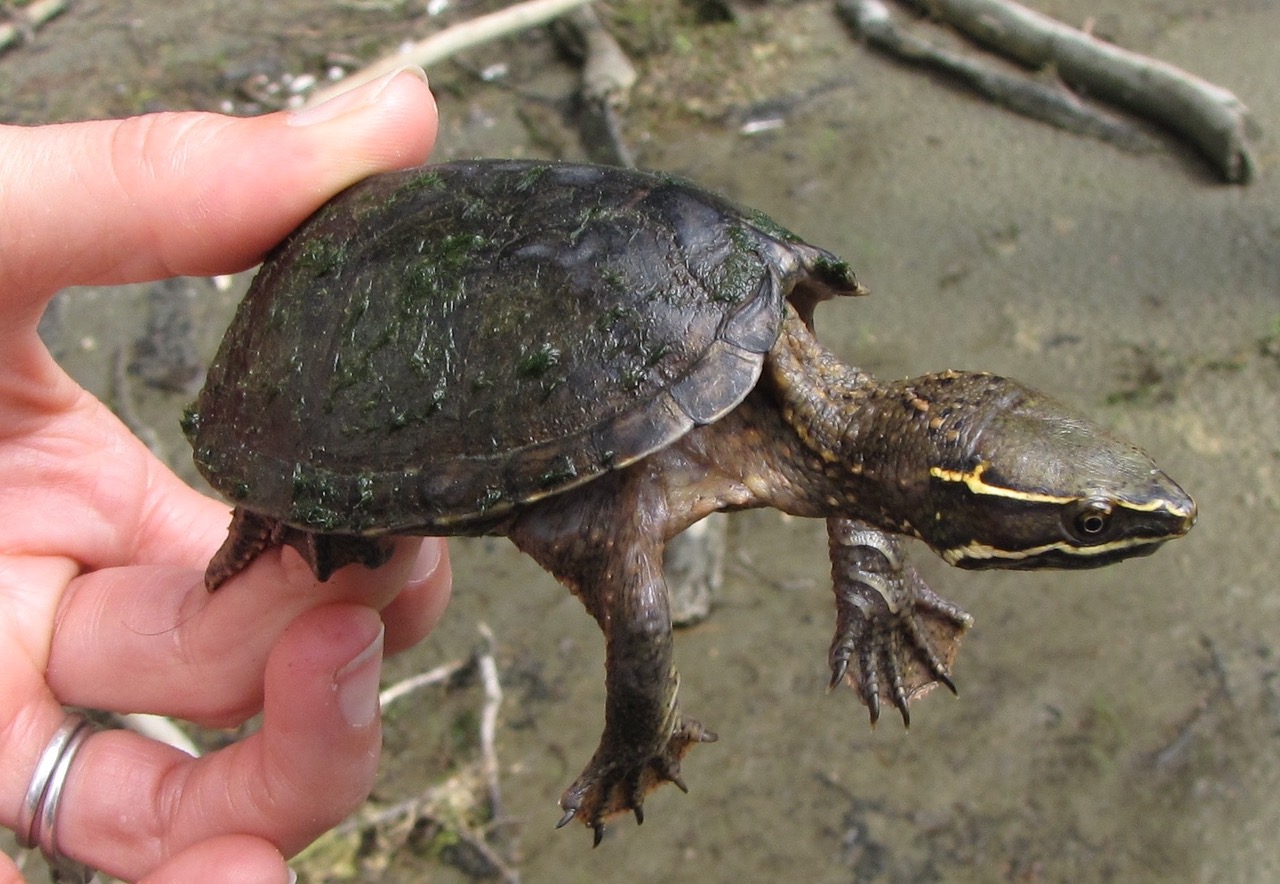 Eastern Musk Turtle in a hand. Photo by Adrienne Fortune and used with permission.