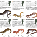 Salamander page of amphibian guide