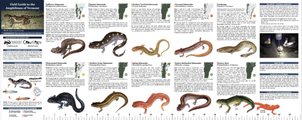 Amphibian Field Guide - Image 4