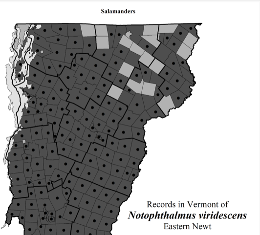 excerpt of map showing the distribution of Eastern Newts in Vermont