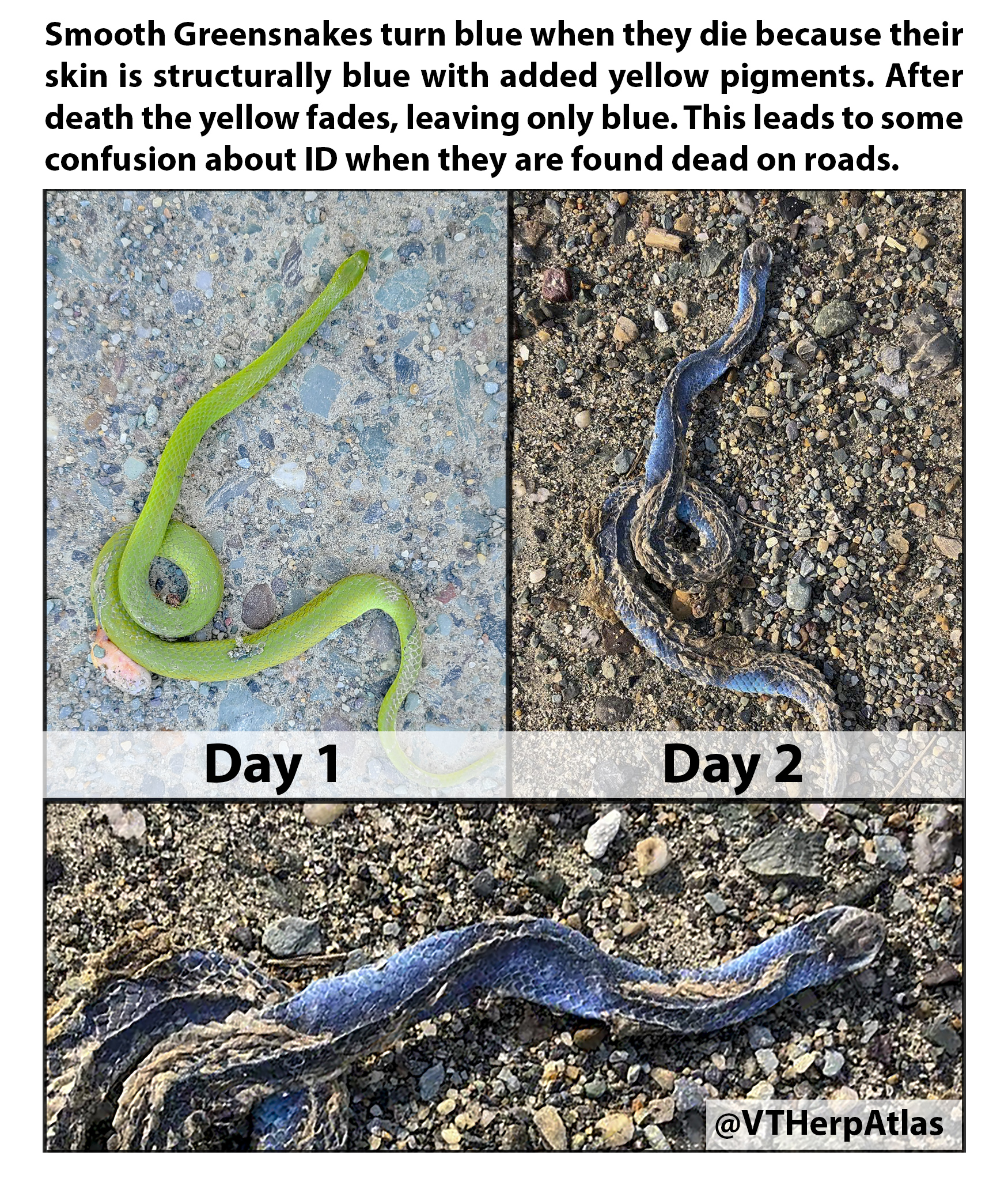 Pigmentation changes in dead Greensnakes. Info from Kiley Briggs.