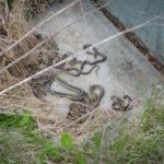 Snake-Cover-w-snakes-Tom-Rogers.jpeg