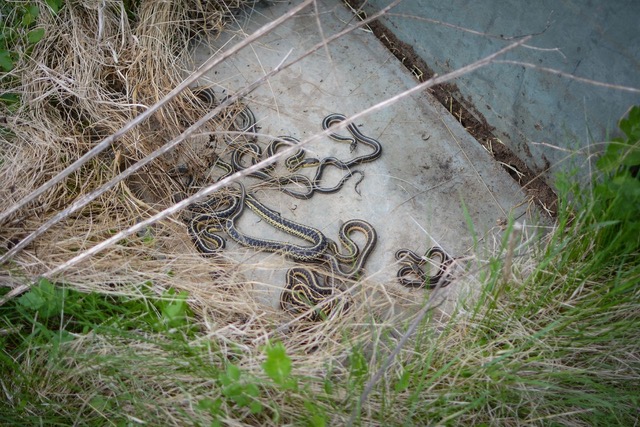 Looking down on many Common gartersnakes on a gray flat surface (part of a "snake hotel"), with another flat board to the upper right and dried and green meadow grasses on the left and bottom of the image.