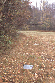 An open field with slate sandwiches laid along the edge near the treeline, to monitor snake populations.