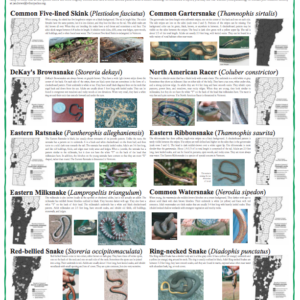 Native Vermont Reptiles Poster: Snakes and Lizards