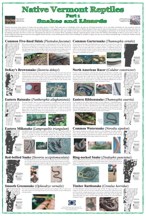 Native Vermont Reptiles Poster: Snakes and Lizards
