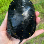 SpottedTurtlecarapaceKathrynLauer