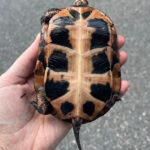 SpottedTurtleplastronKathryn