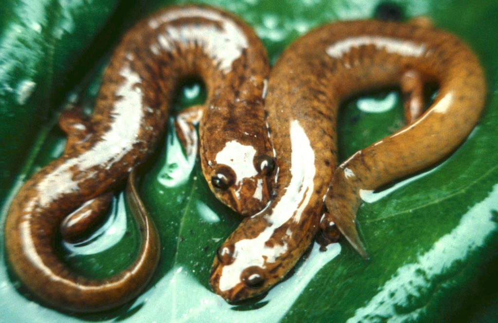 Two Spring salamanders (wet, yellowish and brown salamanders) on a green leaf.