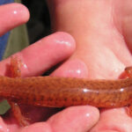 Spring Salamander by Rich Kern