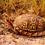 T-carolina-adult
