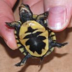 T-carolina hatchling plast C Turner’s brother