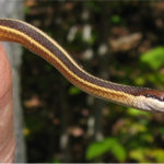 T-saurita-adult.jpg