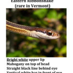 T-saurita-ribbonsnake-head-text