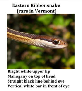 Photo: Head of Ribbonsnake with text identifying key fieldmarks.