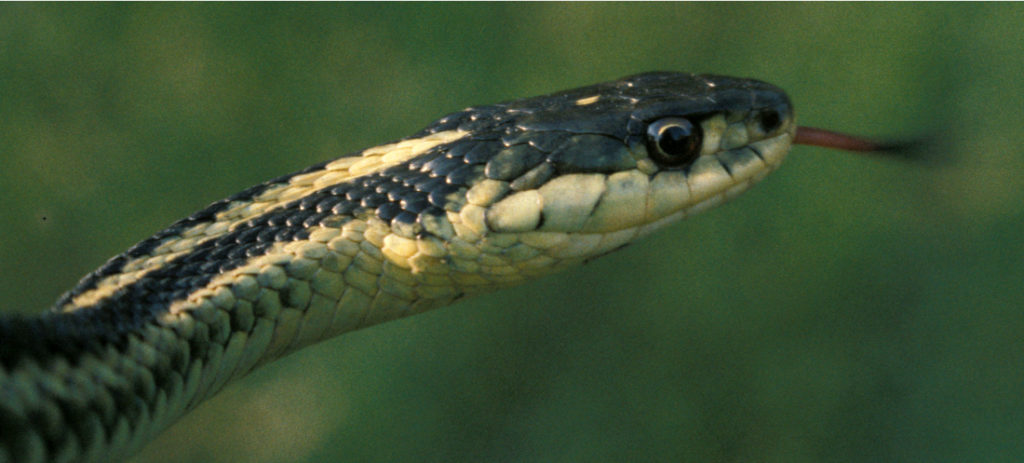 Common Gartersnake (Thamnophis sirtalis)