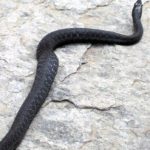T-sirtalis black on rock