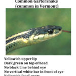 T-sirtalis-common-garter-snake-head-text