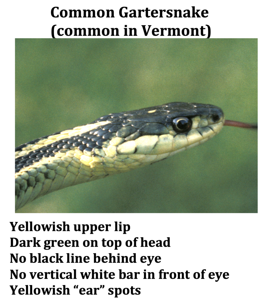 Photo of Gartersnake head with text describing difference from Ribbonsnake