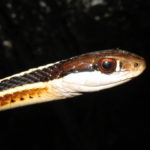 T.-saurita-close-up-face-on-black-2.jpeg