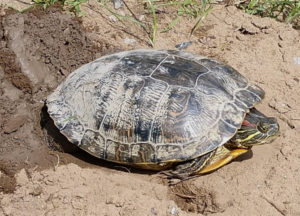 Red-eared slider