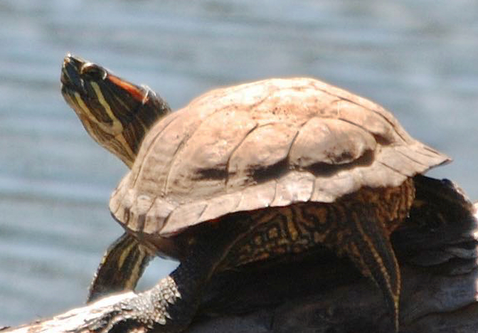 Red-eared slider (turtle) seen from its rear left. It's head is up to the left and its shell is brown and lit by the sun.