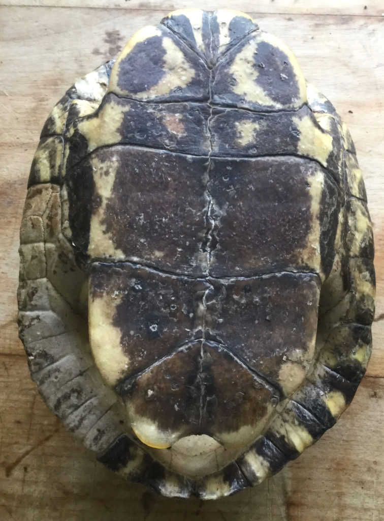 Plastron of red-eared slider: dark gray/black scutes with yellow margins along the outside.