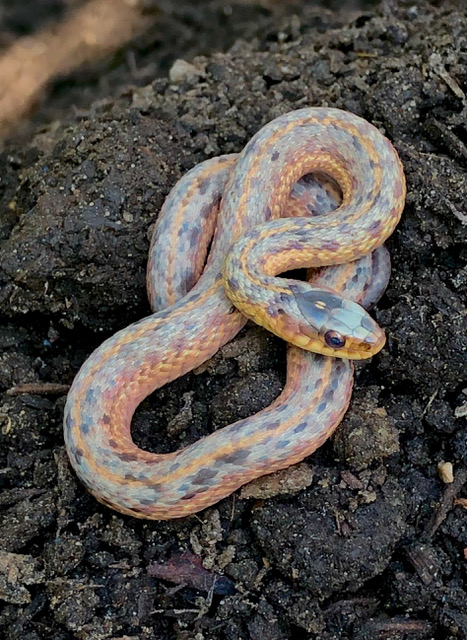 an unusually colored Common Gartersnake is curled up on soil