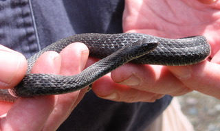 An all black melanistic Common Gartersnake in a person's hands.