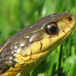 T.-sirtalis-close-up-of-face-Brian-Johnson.jpeg